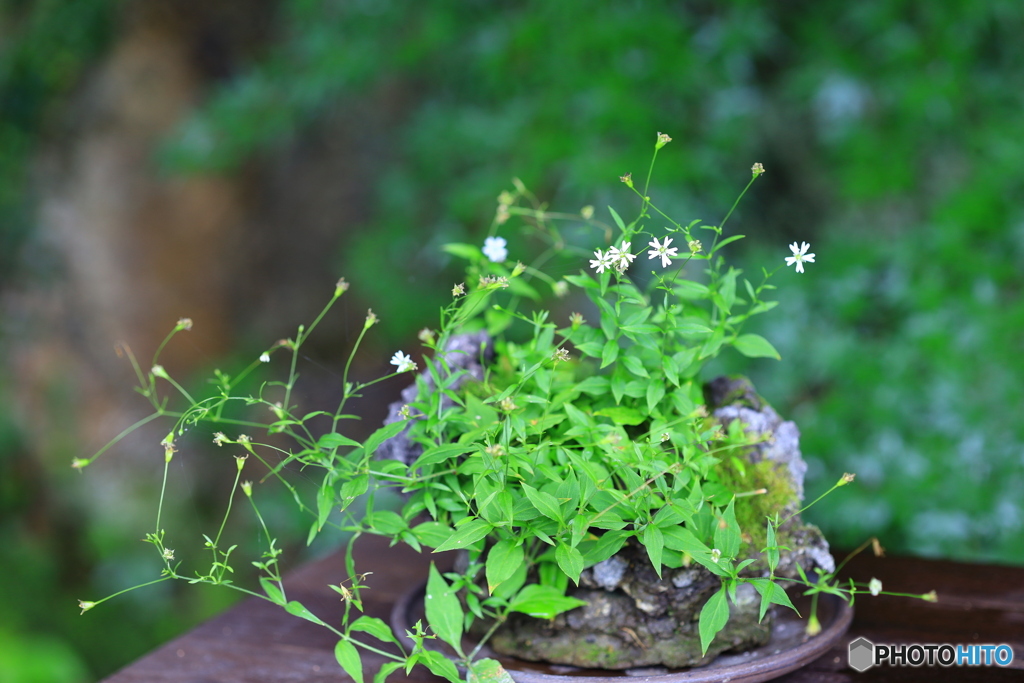 高知 雨の植物園