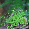 高知 雨の植物園