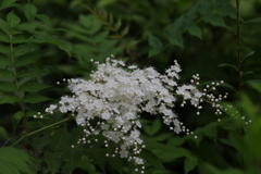 雨の植物園２