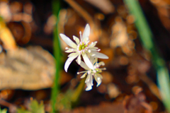 高知県立牧野植物園 コセリバオウレン