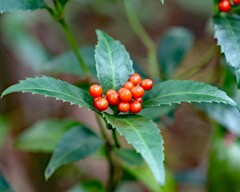 センリョウが色づき始めました。
