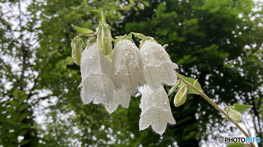 雨の佐川町牧野公園４