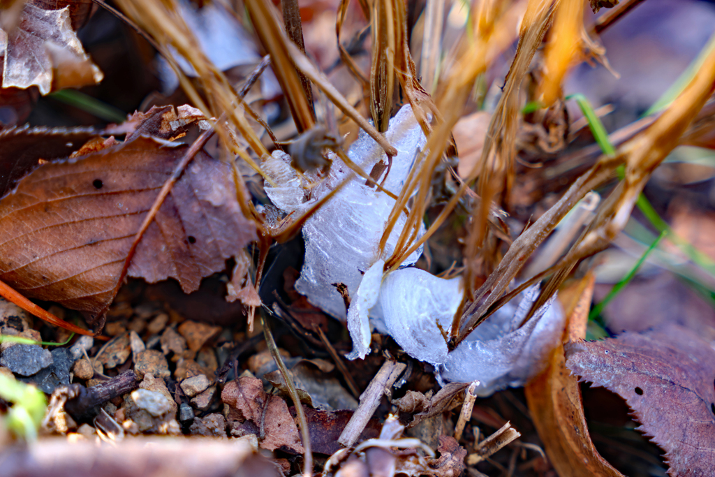 初めて見ました。シモバシラの氷の結晶　２