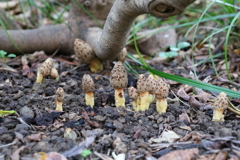 牧野植物園 キイレツチトリモチ