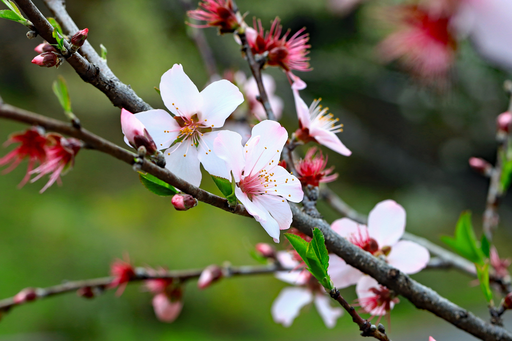 高知県立牧野植物園　アーモンド
