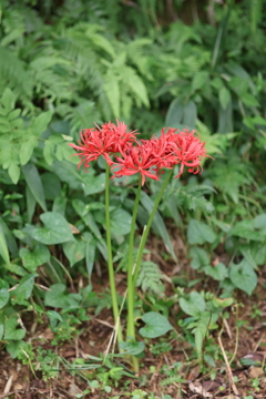 佐川 牧野公園 八重咲の彼岸花