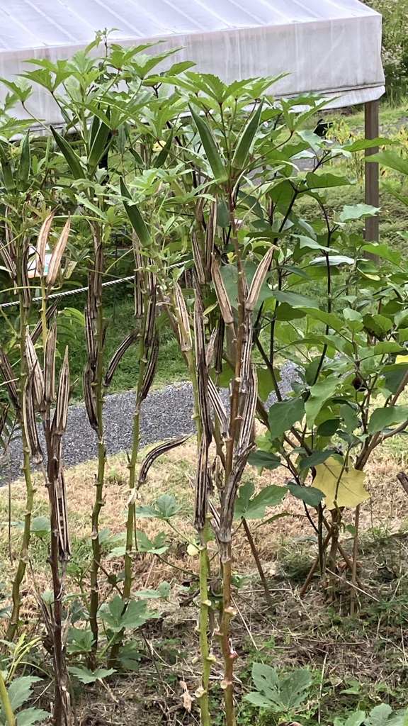 オクラ