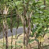 オクラ