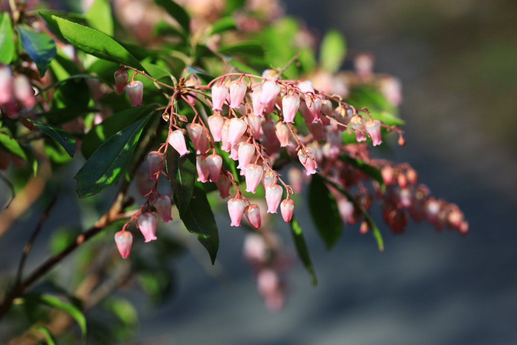佐川　牧野公園　馬酔木赤花