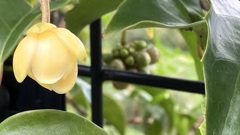 サネカズラの花と実