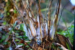 初めて見ました。シモバシラの氷の結晶　１