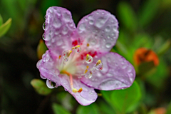 雨の植物園 ２
