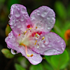 雨の植物園 ２