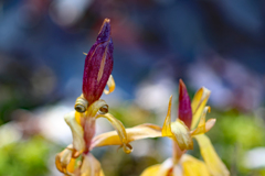 花はリンドウからバイカオウレンへ