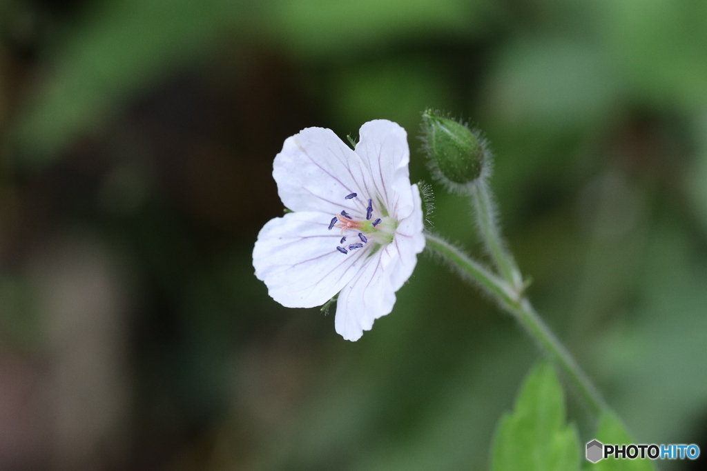 牧野公園　ゲンノショウコ