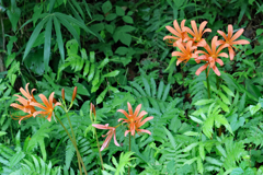 佐川 牧野公園はユリだらけでした。キツネのカミソリ
