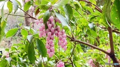 雨の牧野植物園 ２