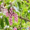 雨の牧野植物園 ２