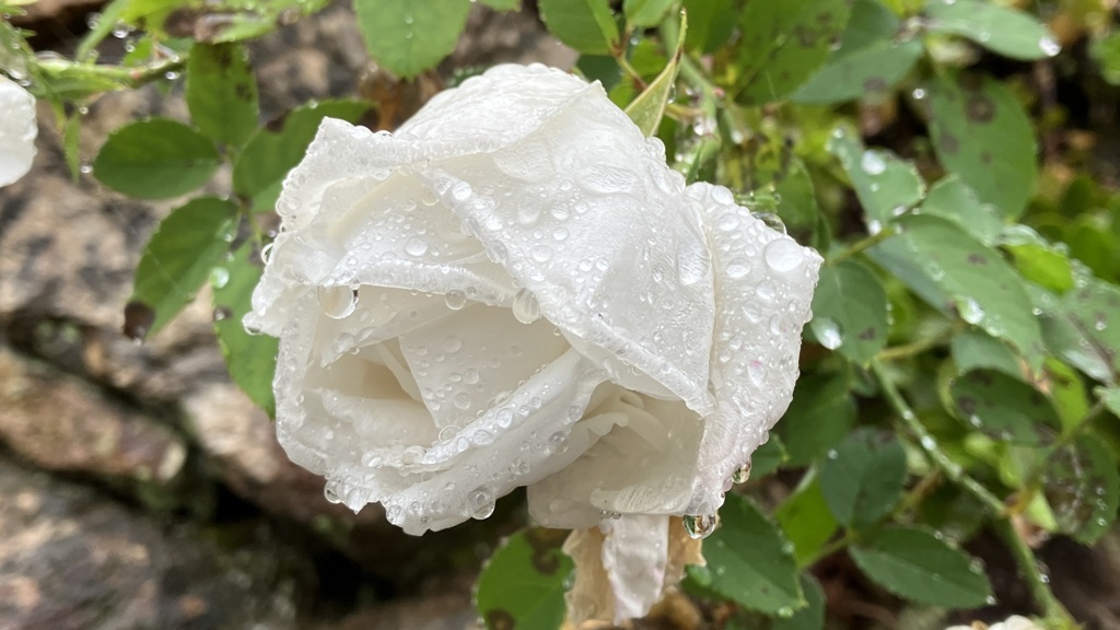 雨の植物園 7