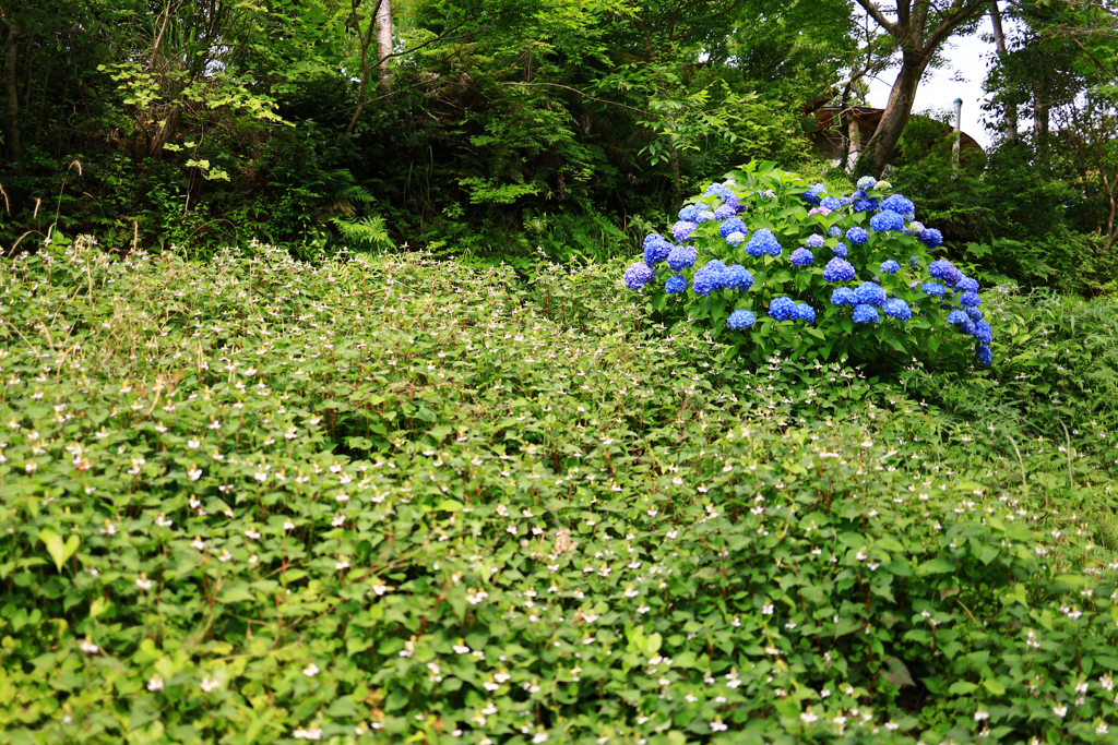 佐川町 牧野公園 ヤエドクダミじゅうたん