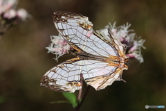 佐川町 牧野公園 イシガケチョウ