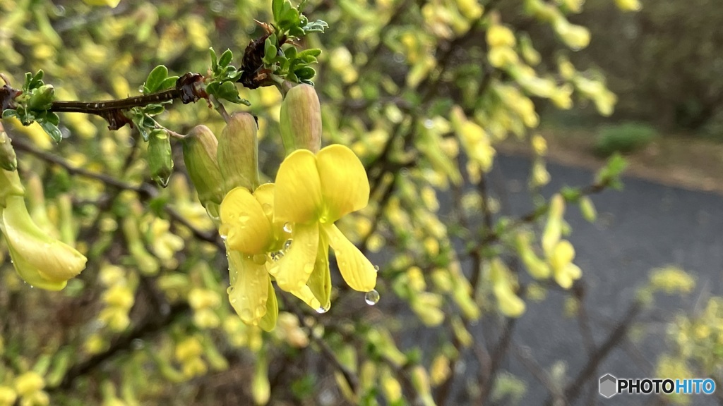 雨の牧野植物園 ３