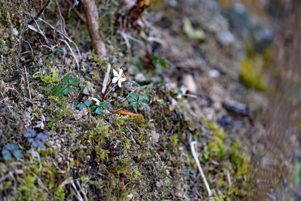 断崖絶壁に咲く、孤独なバイカオウレン