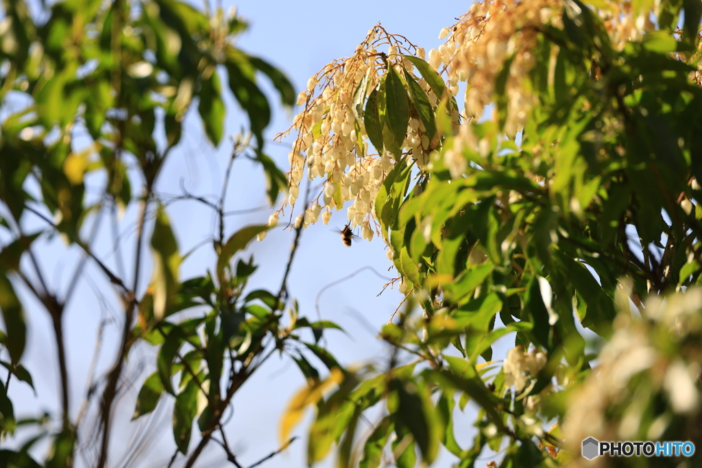 佐川 牧野公園 アセビとビロードツリアブ