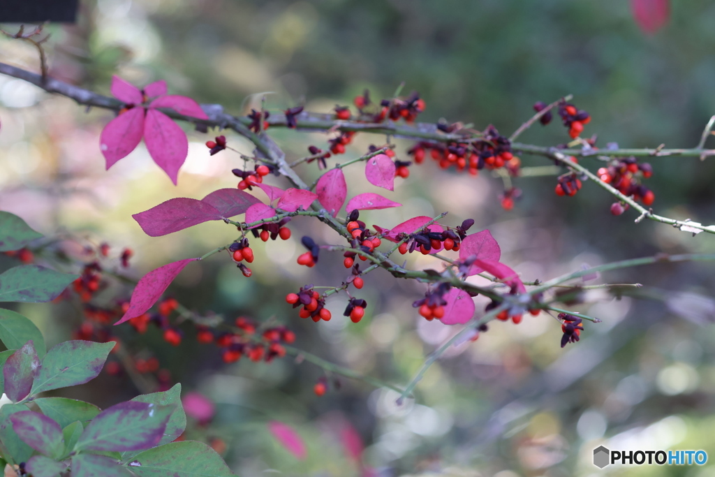 高知県立牧野植物園　ニシキギ