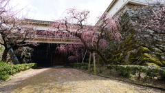 お城の梅