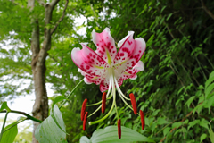 佐川 牧野公園はユリだらけでした。タキユリ1