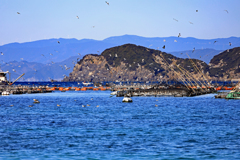柏島　養殖生簀　空も海中も大混乱