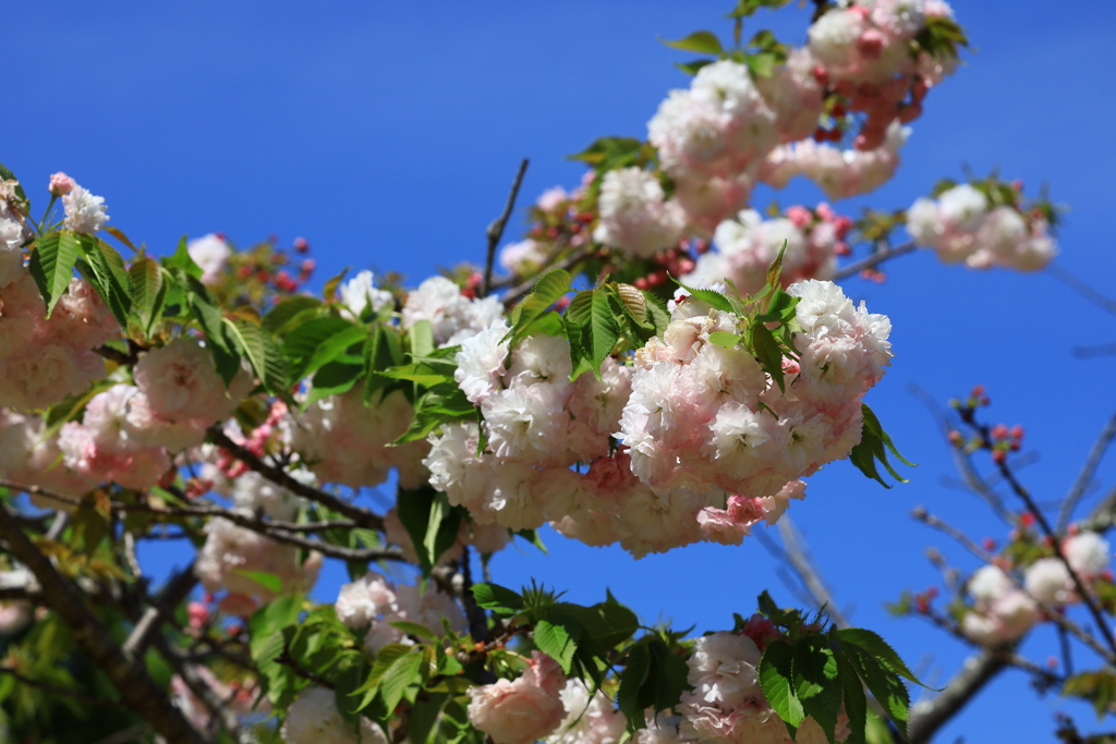 高知　牧野植物園　八重咲の桜が咲いてました③