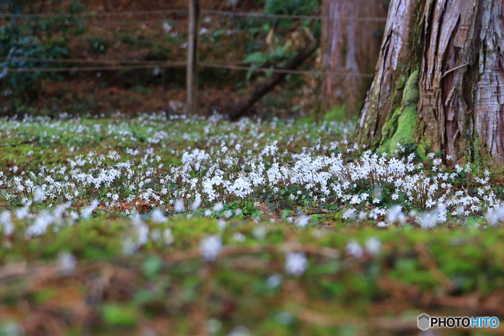 佐川 牧野公園 今年のバイカオウレン