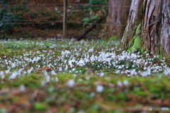 佐川 牧野公園 今年のバイカオウレン