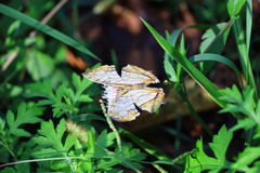 フジバカマに夢中のイシガケチョウ