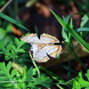 フジバカマに夢中のイシガケチョウ