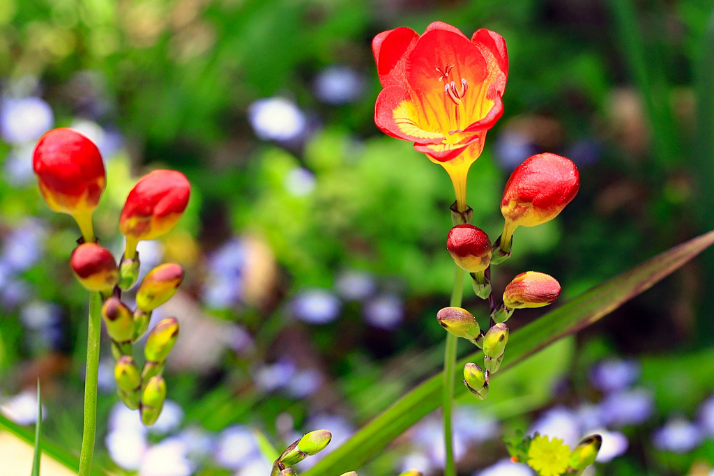 高知県立牧野植物園 フリージア