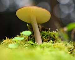 大きなキノコ？