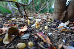 キイレツチトリモチ。開花しました