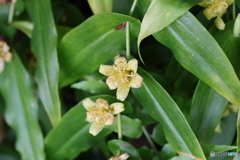 高知県立牧野植物園　キバナノツキヌキホトトギス