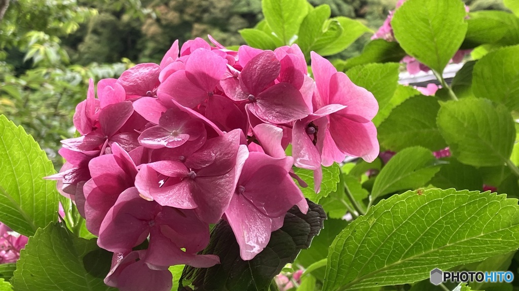 雨の佐川町牧野公園１