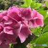 雨の佐川町牧野公園１
