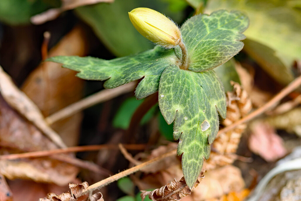今年は元気なユキワリイチゲに出会えそうです
