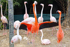 子供の楽園　ワンパーク高知７