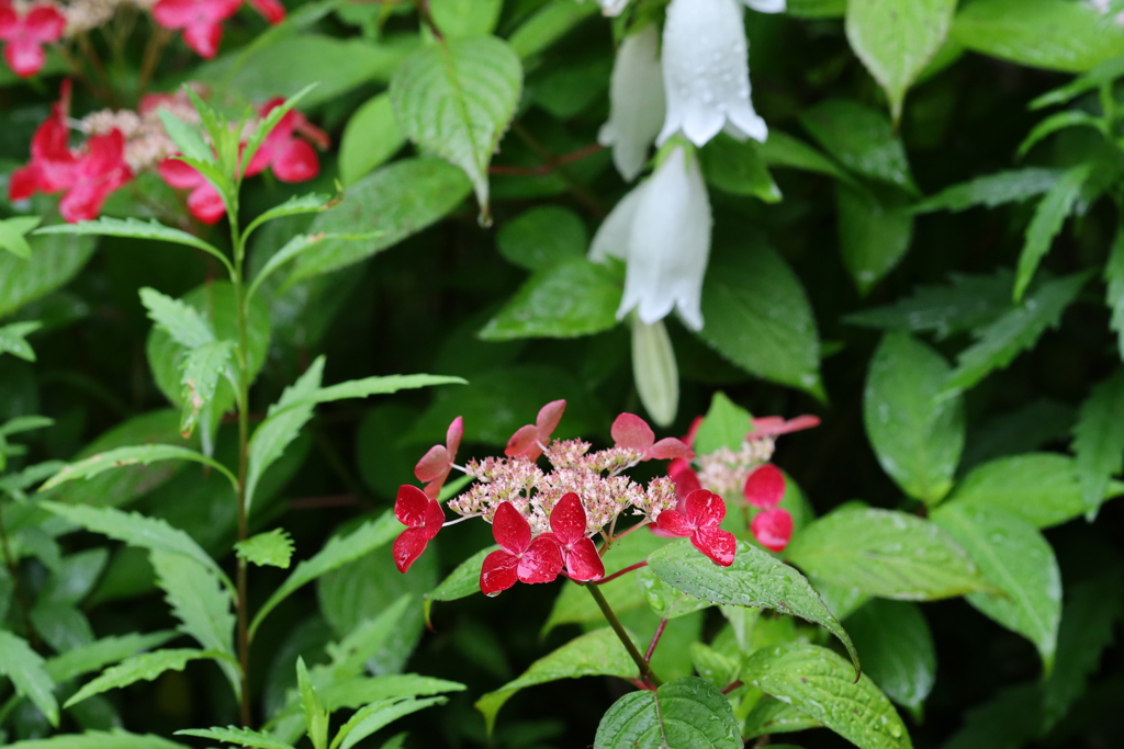 雨の植物園４