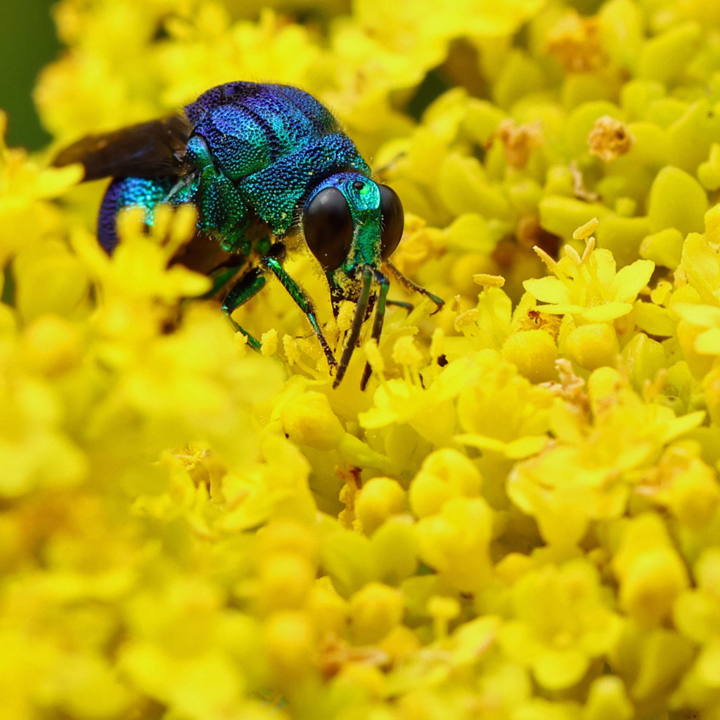 幸せを運ぶ幸運の青い蜂。1 by Gorverrey （ID：13622195） - 写真