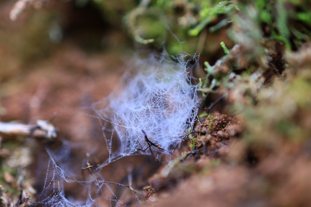 朝だから見れた豪華な蜘蛛の巣