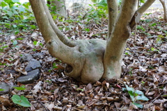 牧野植物園にて。