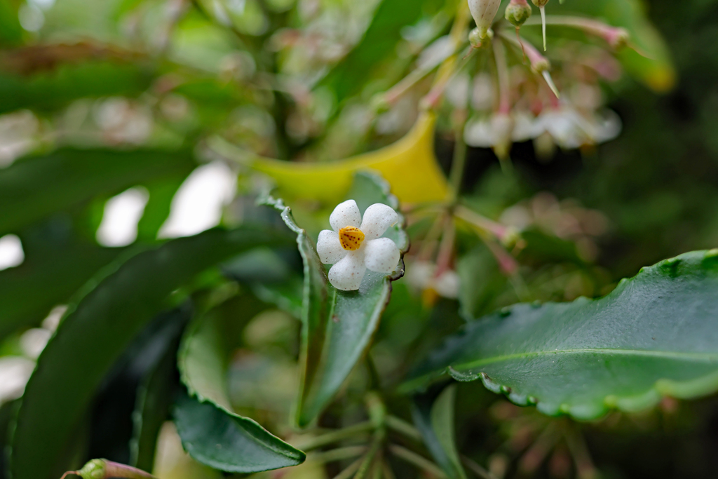 佐川 牧野公園　万両の花の任務完了。